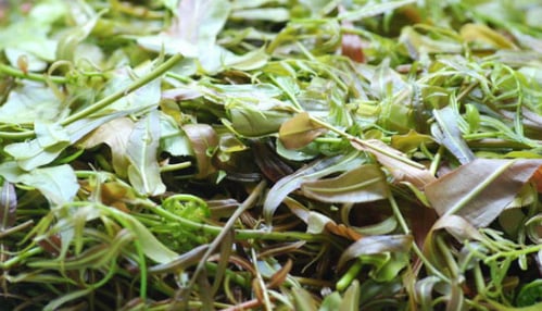 lẩu lá rừng