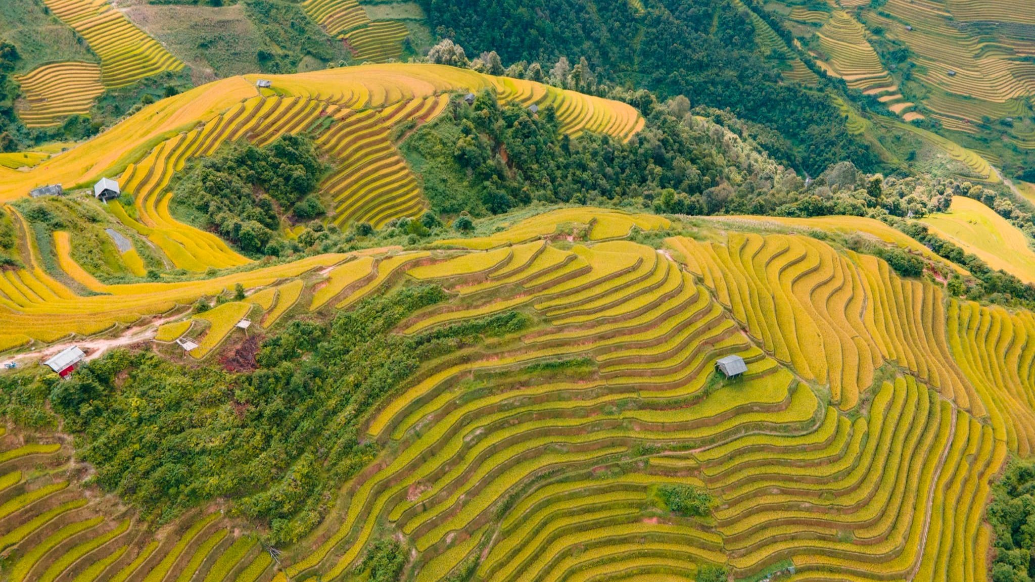 Dulichmucangchai