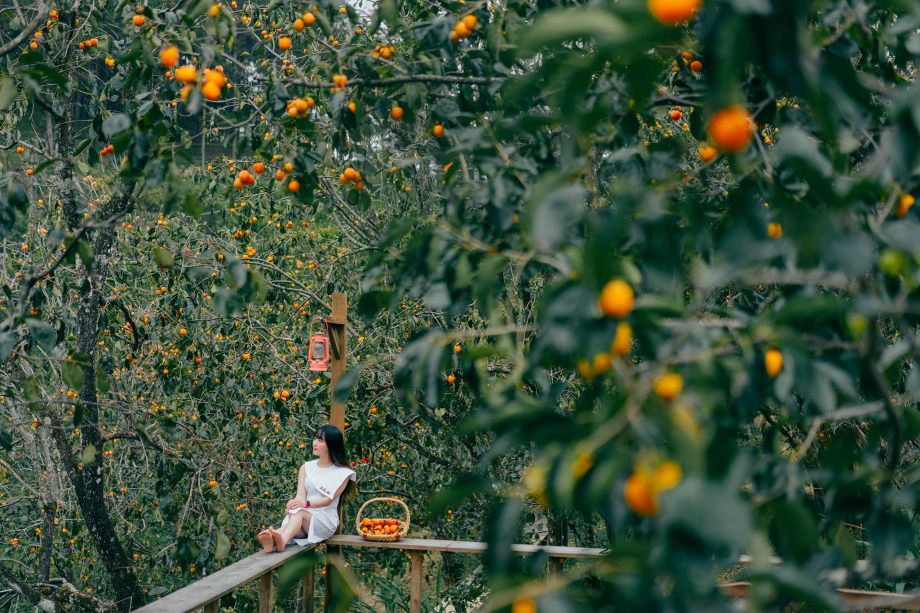 Đà Lạt mùa hồng chín