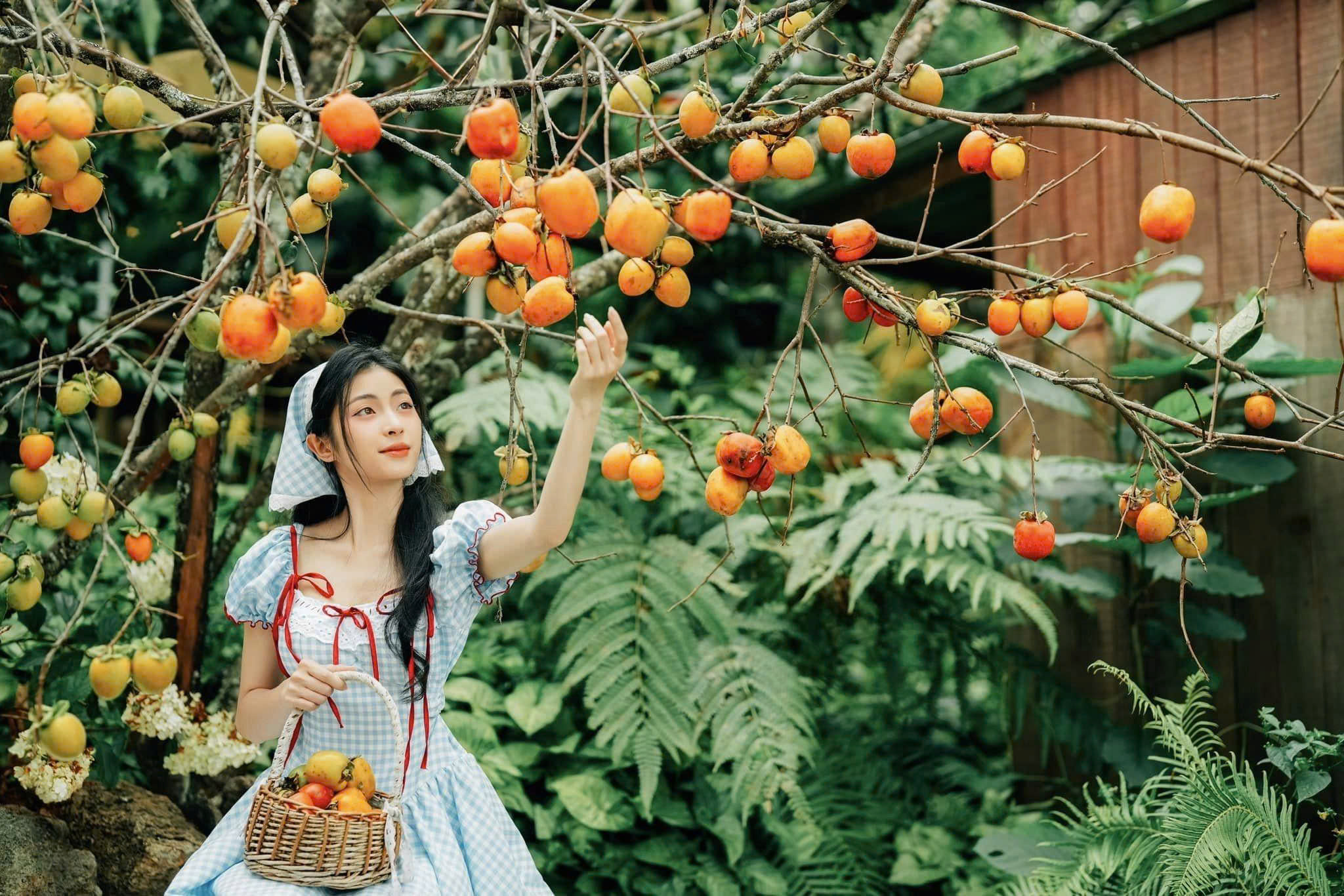 Đà Lạt mùa hồng chín
