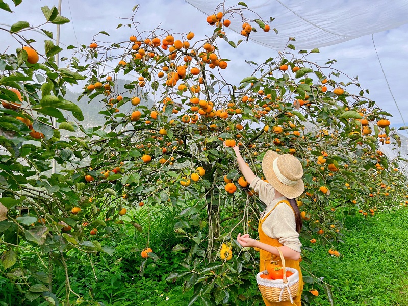 Đà Lạt mùa hồng chín